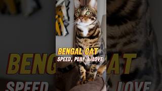 Bengal Cat Speed Play amp Love CuteCats BengalCat CatLovers catfacts [upl. by Charlotte]