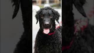 CURLY  COATED RETRIEVER dogbreeds [upl. by Benedict]