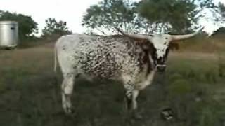 Texas Longhorn Cow Sizzle Rouge w Winchester calf inside [upl. by Macguiness]