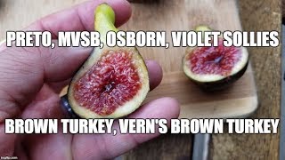 Figs Tasting Preto MVSB Osborn Prolific Verns Brown Turkey Brown Turkey amp Violet Sollies [upl. by Jorin651]