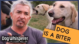 Cesar Millan Gets Bitten By Dog  Season 9 Episode 12  Dog Whisperer [upl. by Nomzzaj]