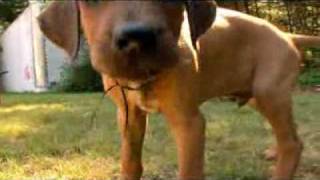 Rhodesian Ridgeback Video Animal Planet [upl. by Amsaj589]