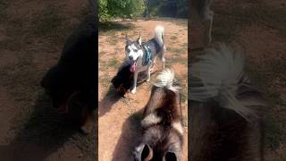 Husky mini has new followers at the dog park [upl. by Jaf]