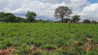 Irrigaçao de pastagem de capim mombaça  Área do projeto 08 hectares [upl. by Litt944]