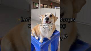 Let’s see what Corgis we have at dog daycare pt4 corgis corgipuppy corgilove corgi [upl. by Hajidak]