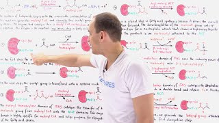 Fatty Acid Synthesis [upl. by Sherrill]