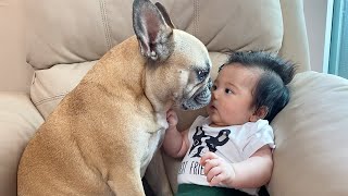 My Dogs Fall In Love With Our Baby  The Full Story [upl. by Sesylu]