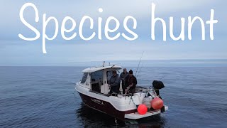 Sea Fishing Uk  small boat fishing species hunt BIG and little fish Arvor230 [upl. by Arrik403]