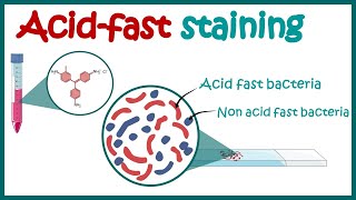 ACID FAST STAINING  Acid fast organisms  Bacterial Staining Technique  Microbiology [upl. by Strong580]