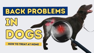 Back Problems in Dogs How to Treat At Home [upl. by Fafa]