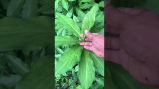 Insulin Plant follow healthy farming herbs insulin diabetes [upl. by Plume777]