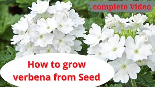 how to grow verbena from seed  complete details  tips amp care verbina [upl. by Chae]