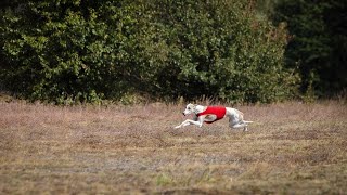 How to Train Your Whippet for Obedience Competitions [upl. by Chamberlain]