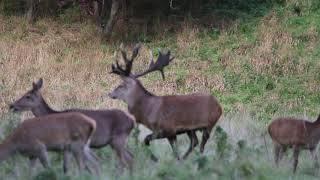 Red deer vocalisation examples including barking roaring and grunting [upl. by Karli749]