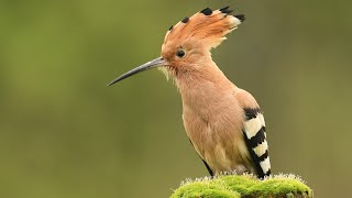 The Hoopoe The Bird of Wisdom and Cunning  Discover Its Amazing Secrets [upl. by Ariel465]