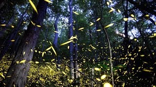 Firefly mating in the Smokies [upl. by Adnamal678]