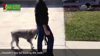 Standard Schnauzer  Dog Training of Fort Myers  Patrick Logue [upl. by Sands]