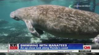 Swimming with manatees in Florida [upl. by Enitsenre828]