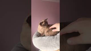 Burmese cats never go mad  cat catfunny funny [upl. by Anirtak]