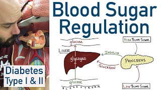 Blood Sugar Regulation  Pancreas Liver Type 1 Diabetes Type 2 Diabetes [upl. by Akiras]