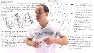 Secondary Structure of Proteins [upl. by Bank]