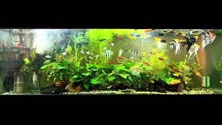 Angelfish community aquarium [upl. by Claudina992]