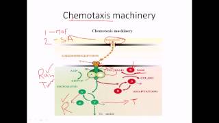 Chemotaxis of flagella [upl. by Buroker689]