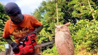 Wood chainsaw carving Horned owl [upl. by Gordan]