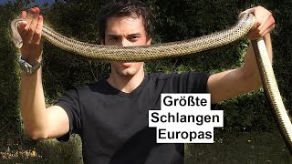 Größte Schlangen Europas  Die Vierstreifennatter [upl. by Corwin]