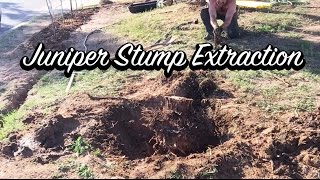 Ep 14  Juniper Stump Extraction [upl. by Ennaeerb]