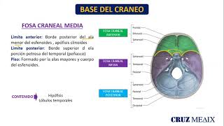 ANATOMIA CRANEO parte 02 FOSAS CRANEALES [upl. by Llednew327]