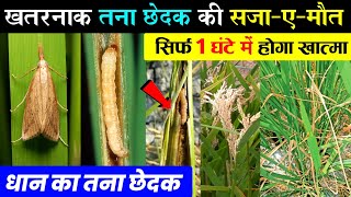 धान में तना छेदक की दवा  धान मे तना छेदक कैसे खत्म करें  Dhaan me tana chedak control  Stem borer [upl. by Caitlin]