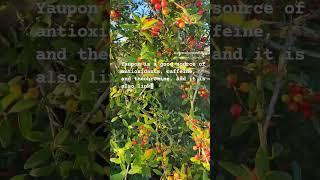 Discover native plants  Yaupon [upl. by Attaynek]