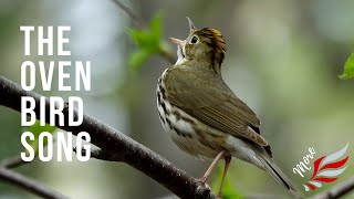 Ovenbird Song [upl. by Guttery]