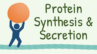 9 INTERESTING FACTS about Protein Synthesis and Secretion that Nobody Tells You [upl. by Oiciruam427]