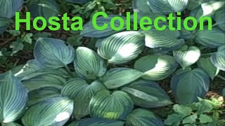 Hosta Collection At My Woodland Hosta Garden [upl. by Tniassuot502]