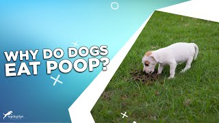 Why Do Dogs Eat Poop [upl. by Monjo]