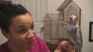 Teaching Your Cockatiel to Talk and Whistle Part I [upl. by Cahilly]