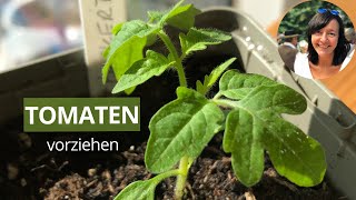 Tomaten erfolgreich vorziehen SchrittfürSchrittAnleitung für die Anzucht [upl. by Oniliuqnart768]