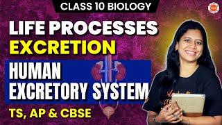 Life Processes  EXCRETION  Human Excretory system  TS AP amp CBSE  Class 10 Biology [upl. by Ydneh12]