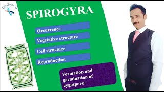 Formation and germination of zygospore in Spirogyra [upl. by Zertnom851]