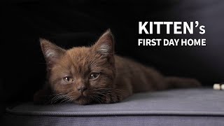 New Kitten Comes Home  His First Day [upl. by Ahslek]