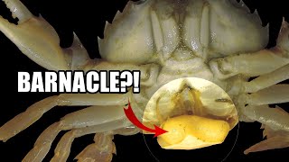 Parasitic Barnacle Facts the BARNACLE Youve NEVER HEARD OF 🤮 [upl. by Landa]