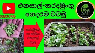 කරදමුංගුඑනසාල් බීජ නිවරදිව පැලකරමු how to Grow cardamom from seeds at home 2024 in sri lanka [upl. by Lyret983]