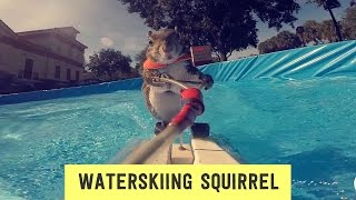 Twiggy the Waterskiing Squirrel [upl. by Haneeja]