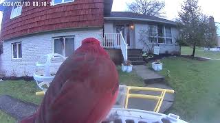 Daily Birdwatching  Netvue Birdfy Birdfeeder Cam  March 10 2024 [upl. by Wack146]