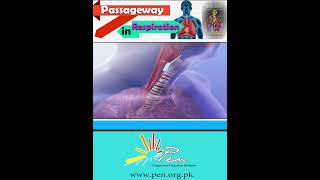 Passageway in Respiration I Learn about the passageway in respiration I biology penacademy [upl. by Noach741]