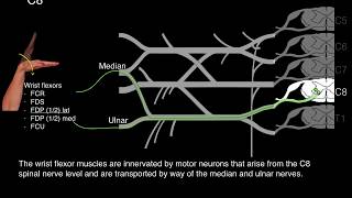 Myotomes and Peripheral nerves [upl. by Nwahsd]