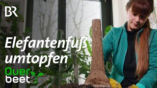 Elefantenfuß umtopfen  Tipps von Sabrina [upl. by Itnuahsa74]