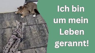 Cosmo ist auf den Nachbars Kater los gegangen Katzen im Garten [upl. by Barr604]